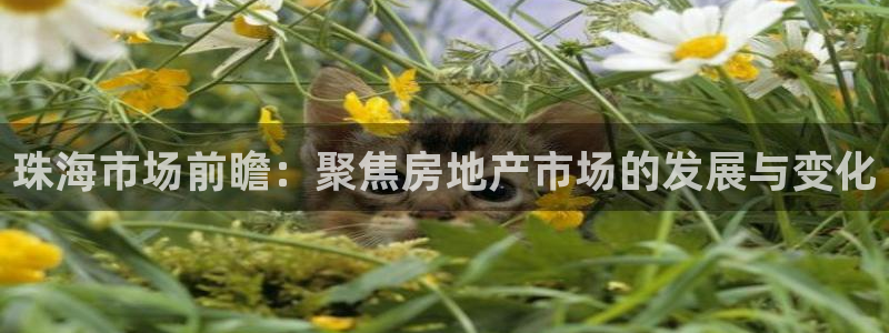 新宝5的网址：珠海市场前瞻：聚焦房地产市场的发展与变化