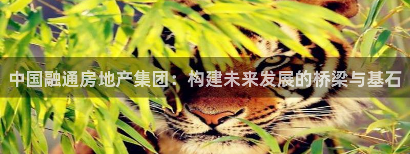 新宝5下载到桌面：中国融通房地产集团：构建未来发展的桥梁与基