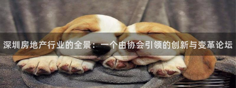新宝5线路登录：深圳房地产行业的全景：一个由协会引领的创新与