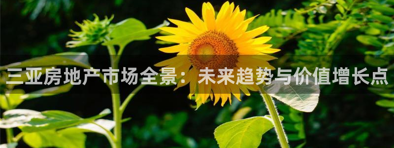 新宝5台卡：三亚房地产市场全景：未来趋势与价值增长点