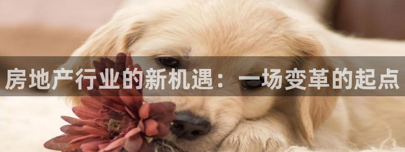 新宝5登录网址：房地产行业的新机遇：一场变革的起点